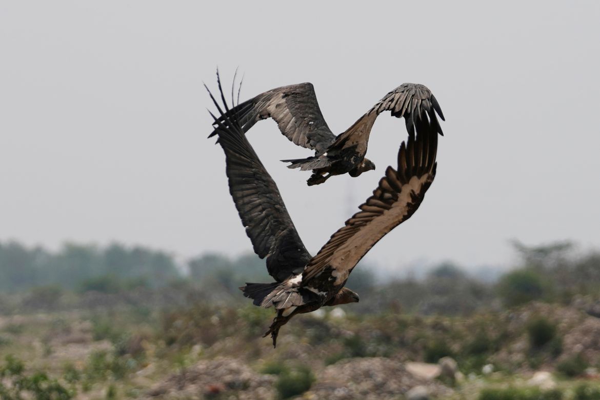 Vultures fly over the decomposed body of an animal, unseen, in Jammu, India, Tuesday, May 27, 2025. (AP Photo/Channi Anand)