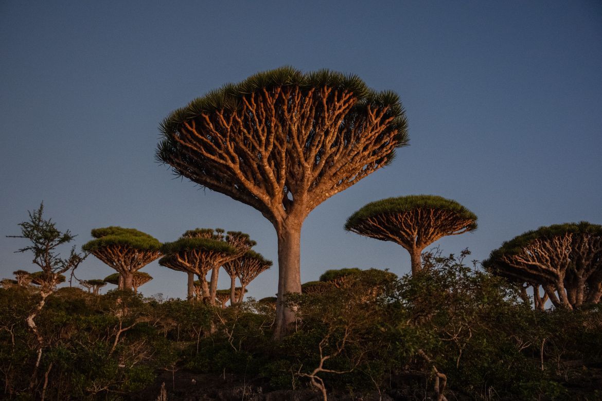 SOCOTRA ISLAND, YEMEN - OCTOBER 14: The rising sun illuminates dragon blood trees in Firmihin Forest, the largest concentration of the trees, on October 14, 2025 in Socotra, Yemen. Socotra island, sometimes referred to as the "Galapagos Islands" of the Indian Ocean, lies about 150 miles off the coast of the Horn of Africa and is home to 825 plant species, more than a third of which are only found here. Among them are the otherworldly dragon's blood tree, bottle trees and 11 species of frankincense, 4 of which were classified as critically endangered in March of this year. The intensifying tropical cyclones in this part of the Indian Ocean, fuelled by climate change, has put the island's unique ecosystem at risk. Meanwhile, Yemen's civil war - as well as the region-destabilizing attacks on commercial vessels in the Red Sea - have complicated conservation efforts. (Photo by Carl Court/Getty Images)